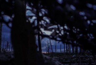 Ліс стає схожим на поле: в "Азові" показали, як виглядає Серебрянське лісництво після обстрілів