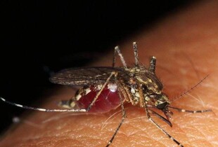 На Вінниччині зафіксували випадок дирофіляріозу - чим небезпечне рідкісне захворювання