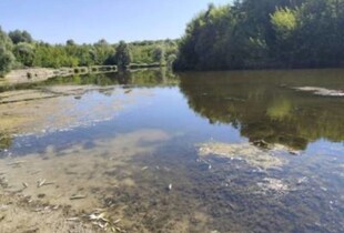 Чорна вода та мертва риба: росіяни труять річки на Чернігівщині
