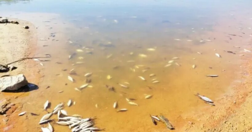 Нова голова Міндовкілля розповіла, коли забруднена вода з Десни може досягти Київщини 