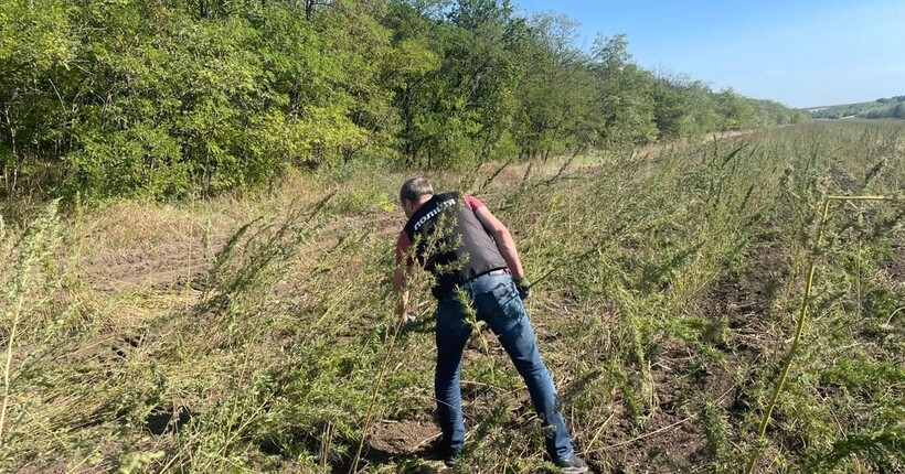 На Одещині виявили плантацію конопель на суму майже 300 млн грн: 332 тисячі кущів 