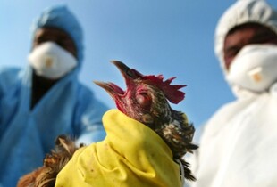 Австралія готується до H5N1: виділено ще $64 млн на захист від пташиного грипу