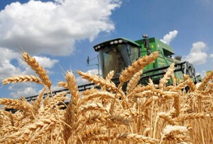 Українські аграрії вже намолотили 57,2 млн тонн зернових та олійних культур