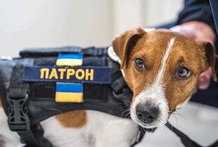 Пес Патрон 