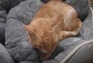 Не витримало серце: помер кіт, якого врятували після обстрілу КАБами в Запоріжжі