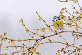Україну накриє хвиля тепла: прогноз погоди на 28-29 січня