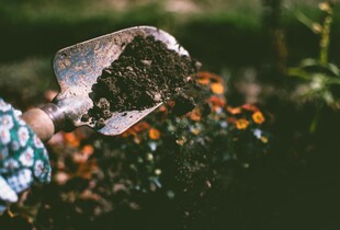 Які квіти можна сіяти у березні на розсаду: перелік найкращих сортів