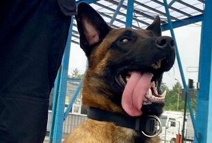 Службовий пес Айрон зупинив контрабанду наркотиків і зброї на кордоні