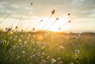 Прогноз погоди на 7 березня: очікується тепло до +17°C, без опадів