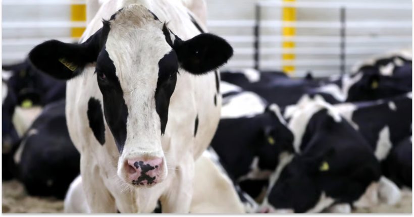 Велика Британія заборонила імпорт м'яса та молочних продуктів з Угорщини і Словаччини через ящур