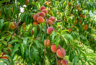 Як правильно обрізати персикове дерево весною для гарного врожаю