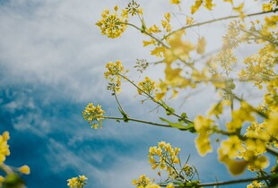 Прогноз погоди на 20 березня: мінлива хмарність та потепління