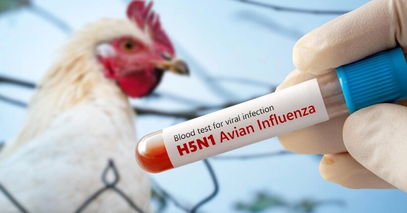 Мексика підтвердила перший випадок H5N1 у людини: трирічна дівчинка у критичному стані