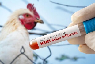 Мексика підтвердила перший випадок H5N1 у людини: трирічна дівчинка у критичному стані