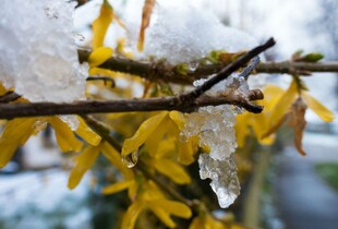 Прогноз погоди на 8 квітня: заморозки, сніг та поривчастий вітер