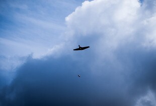 Міноборони кодифікувало БпЛА В-1 українського виробництва
