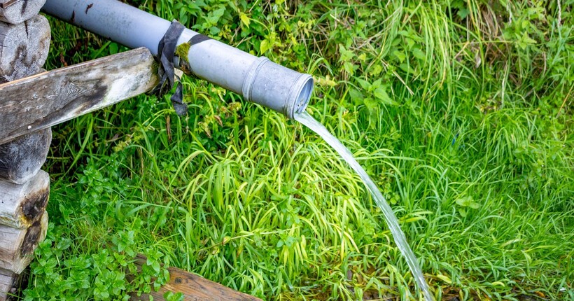 Що садити на ділянці з високими ґрунтовими водами — рослини, які не бояться вологи