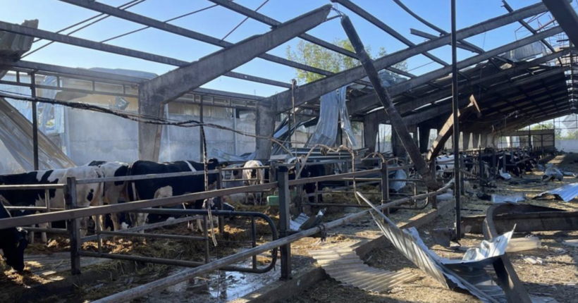 Обстріл ферми на Харківщині: від ворожого удару загинули 30 корів