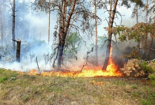 Внаслідок лісових пожеж на Харківщині вогонь перекинувся на будинки: що відомо