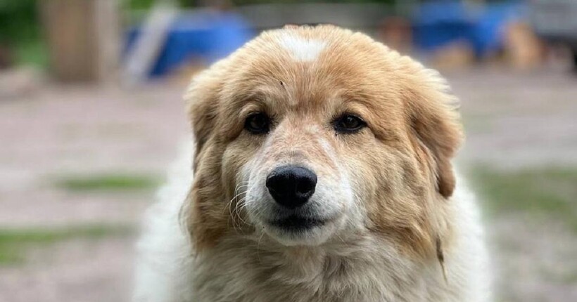 У притулку під Києвом від переляку під час обстрілу померла собака Голді