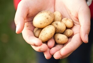 Чи може картопля впливати на ризик діабету 2 типу — що кажуть нові дослідження