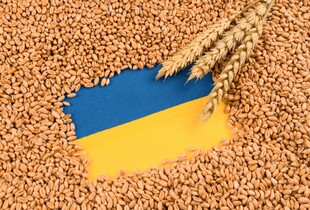 Цього року вже зібрано понад 21,8 млн тонн пшениці, ми виходимо на показники минулого року - Марчук