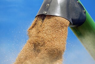 Крадіжка росією зерна з ТОТ: Сибіга звернувся до Європи