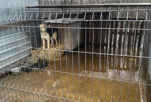 В Кропивницькому тоне притулок, волонтери благають про допомогу - реакція ДСНС (відео)