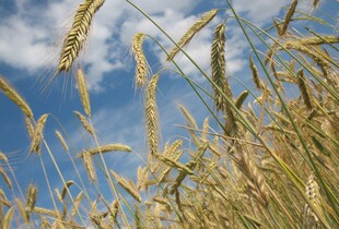 Ізраїль відповів на заяви України щодо зерна: Дипломатія не ведеться через соцмережі