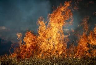 На прикордонні Чернігівщині палає 2400 га лісу: гасіння неможливе