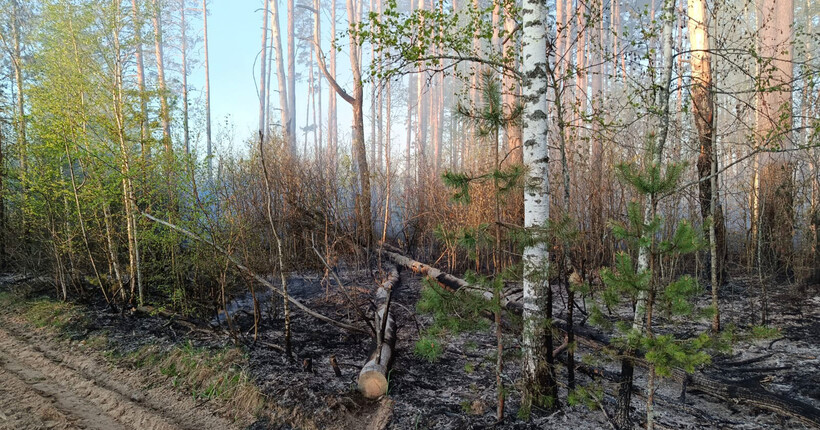 Вогонь на площі 5800 га: лісову пожежу біля кордону з рф локалізовано