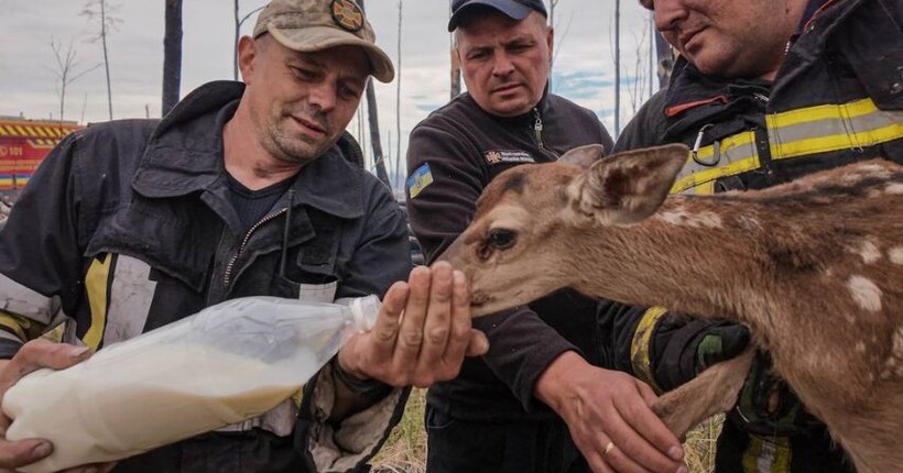 У лісових пожежах на Київщині надзвичайники врятували двох дитинчат оленей (фото)