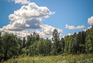 В Україні 2 червня очікується до +24 градусів: прогноз погоди на завтра