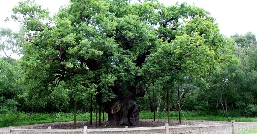 В Британії загинув знаменитий дуб Робіна Гуда: що сталося з Major Oak