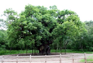 В Британії загинув знаменитий дуб Робіна Гуда: що сталося з Major Oak