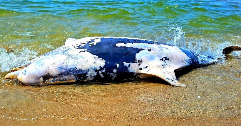 На узбережжі Чорного моря у червні знайшли 56 мертвих дельфінів