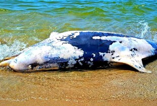 На узбережжі Чорного моря у червні знайшли 56 мертвих дельфінів