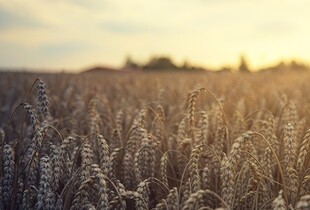 Ціни на продовольство у світі можуть зрости більш ніж на 30% – Марчук