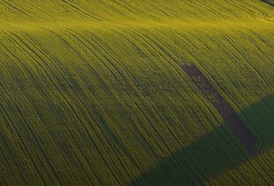Уряд пішов назустріч аграріям через російські атаки у Чорноморському регіоні
