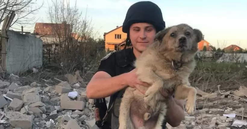 Контузія та гематома ока: що з собакою, якого врятували з-під завалів у Сумах