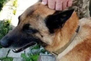 У Києві чоловік застрелив бельгійську вівчарку – йому загрожує до трьох років за ґратами 