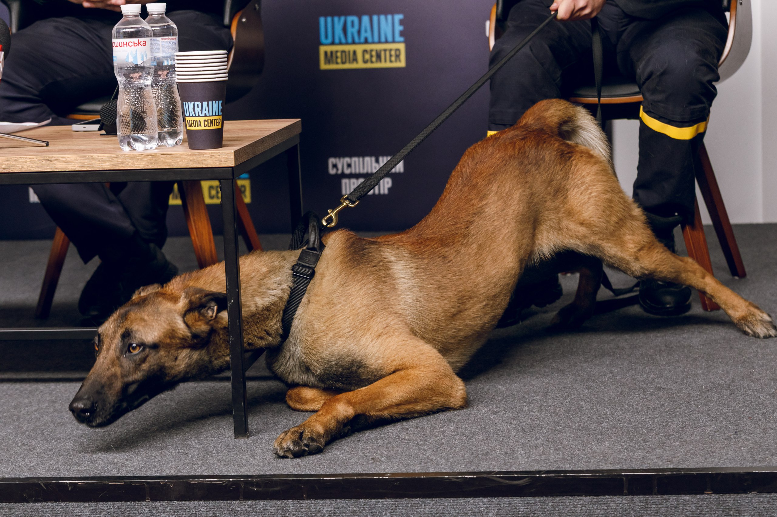собака рятувальник