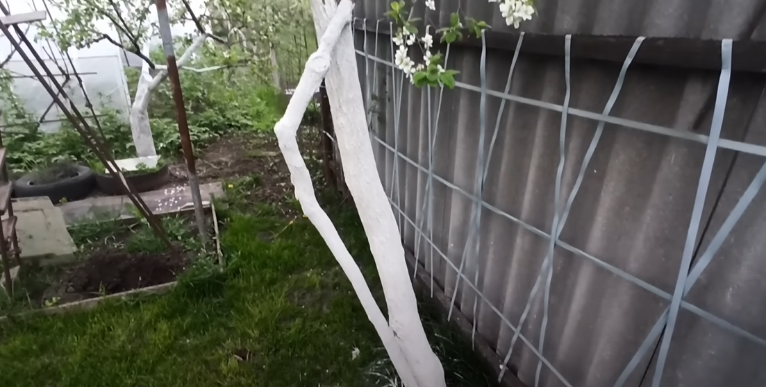 Побілка дерев як проводити