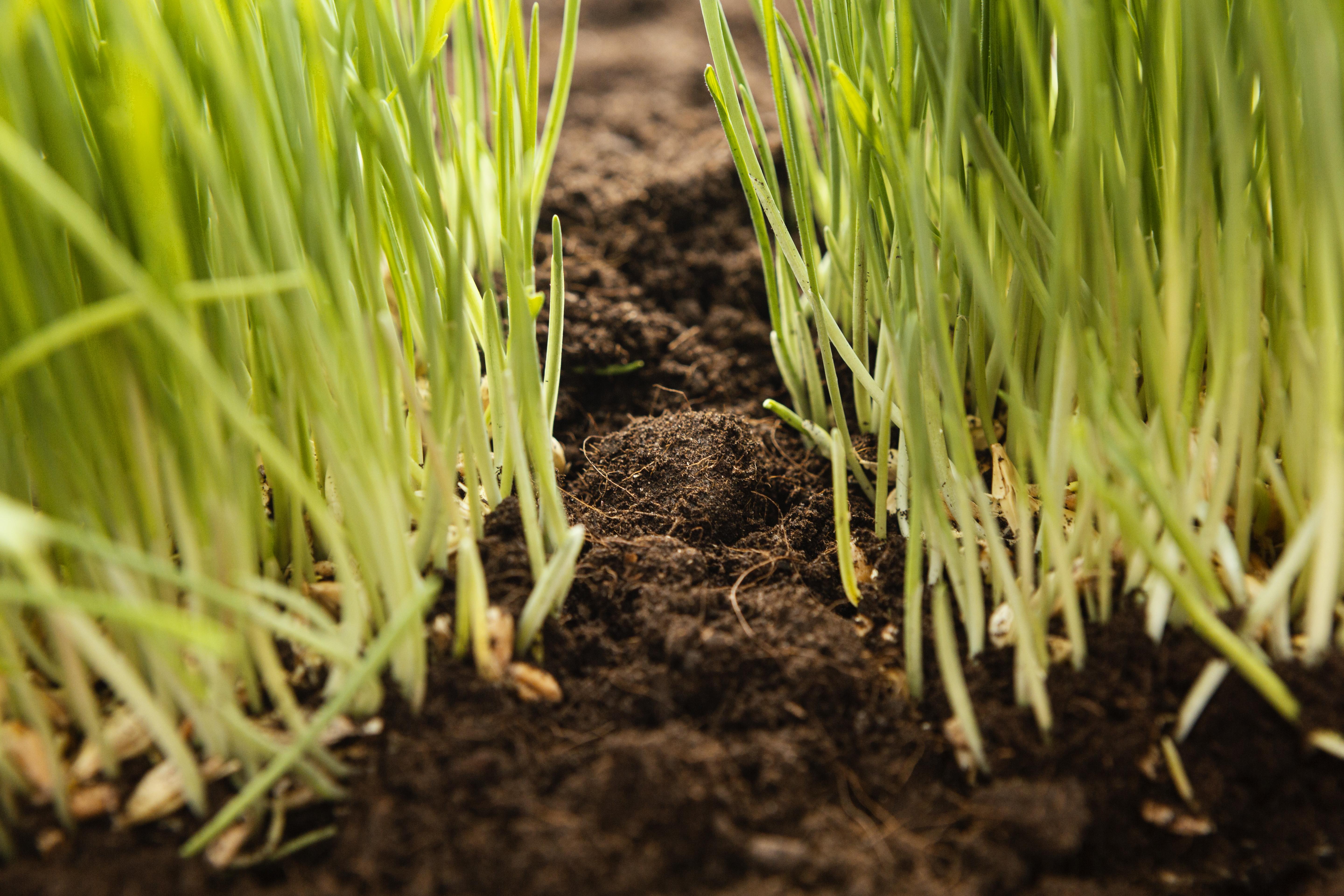 Як вирощувати цибулю на городі