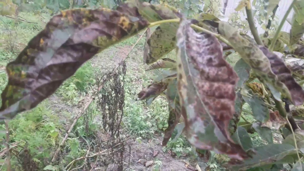 бактеріоз горіха