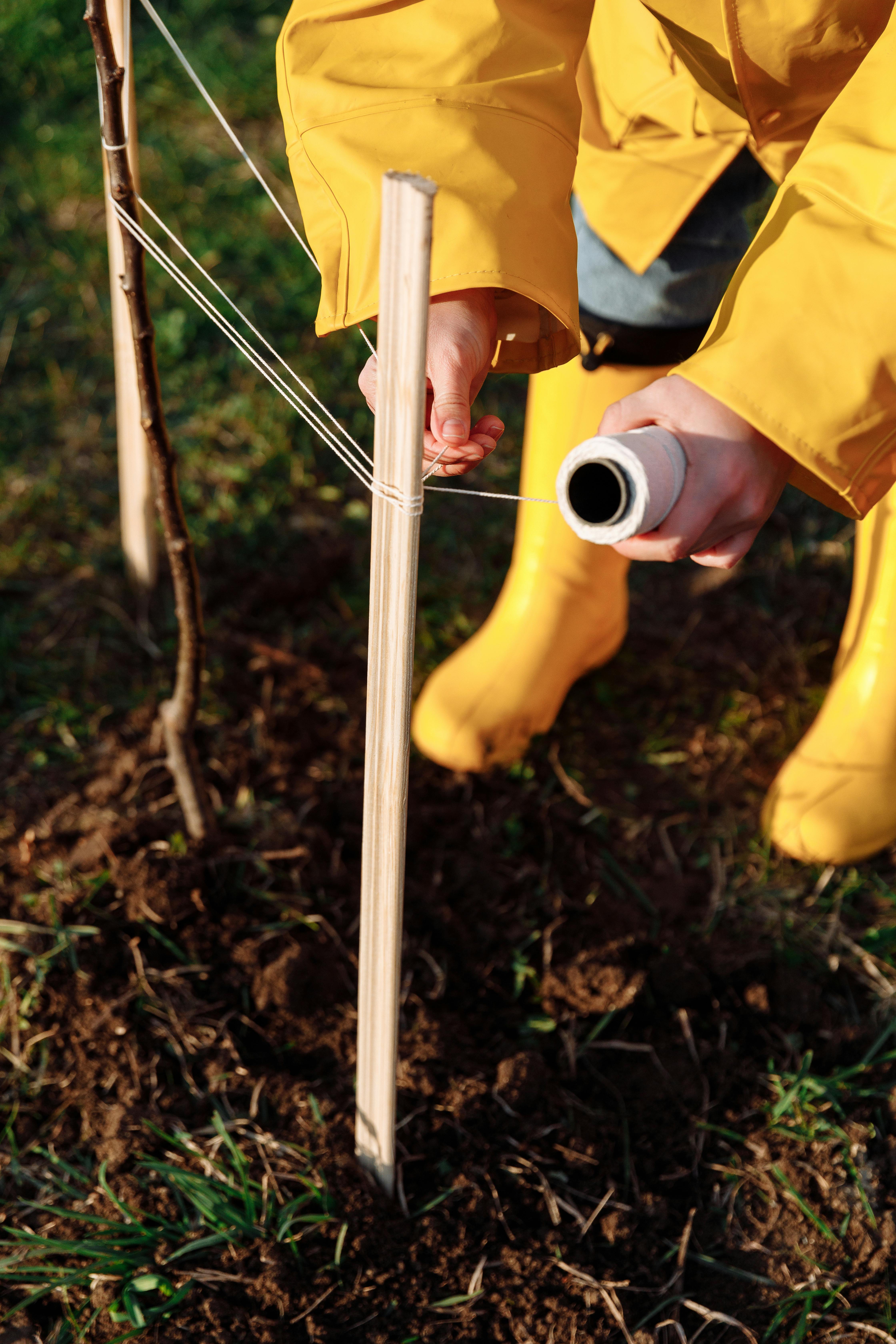 Як удобрити дерева