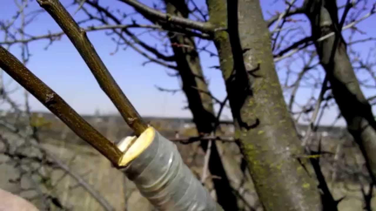 Як прищепити абрикос